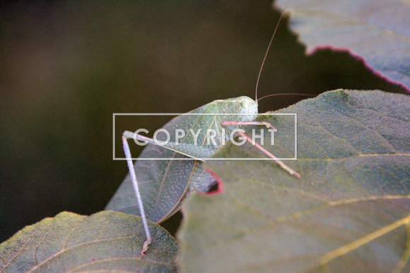 Katydid