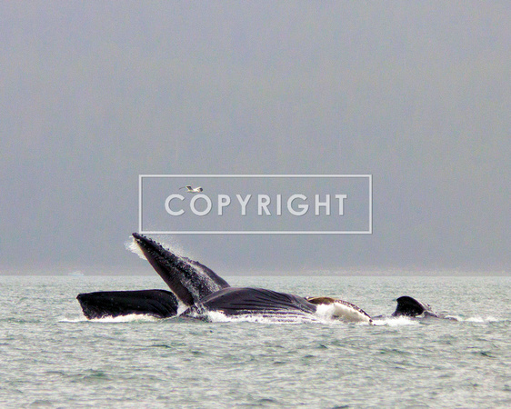 Whale of a time