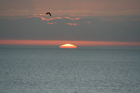 Gull Sunrise