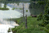 Moose reflections