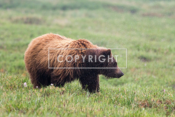 Bear!