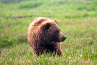 Bear in profile