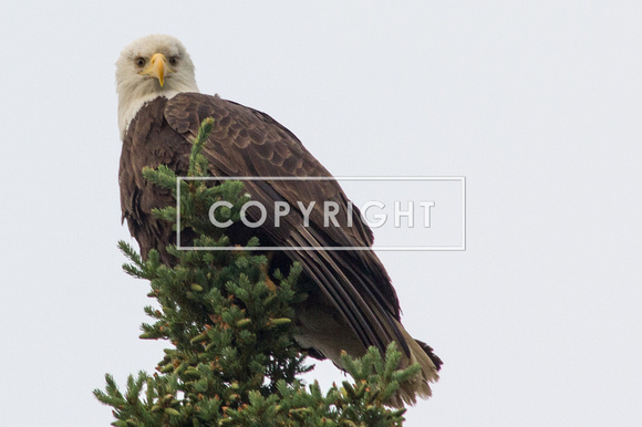 Bald eagle