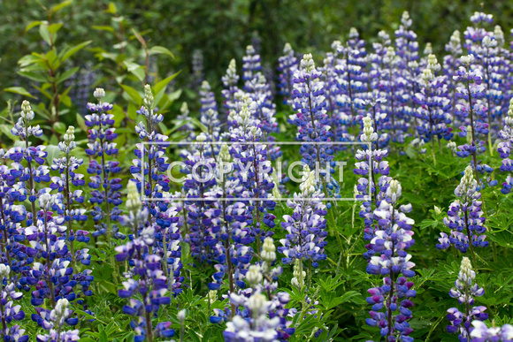 Erie West End Photography | 2020 Nature-photos | Lupines in Alaska