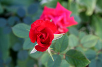 Rose-in-bloom